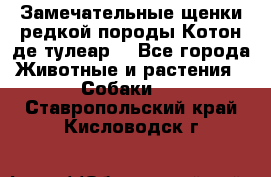 Замечательные щенки редкой породы Котон де тулеар  - Все города Животные и растения » Собаки   . Ставропольский край,Кисловодск г.